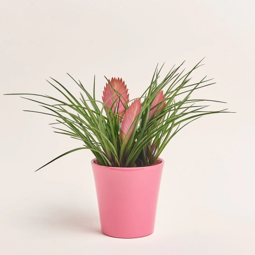 Зображення товару Тілландсія Аніта 3ст. в кер., артикул: 57541