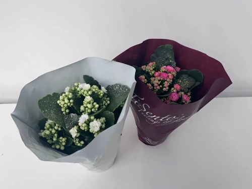 Зображення товару Каланхоє мікс, артикул: 54713