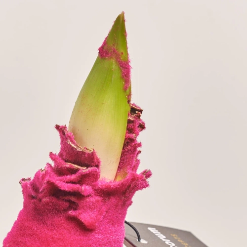 Зображення товару Амариліс "Вельвет Тач" Неон Пінк Декорум, артикул: 54803