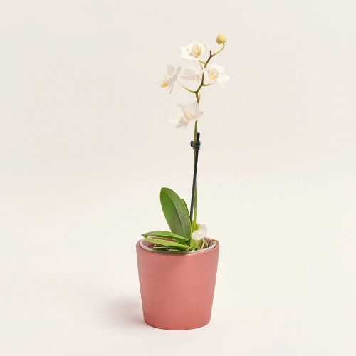 Зображення товару Фаленопсис міні 1ст. в кер., артикул: 50231