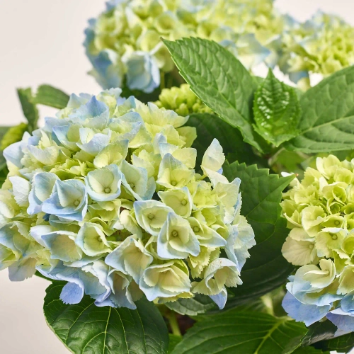 Гортензія мікс 5ст., артикул: 45074 Зображення товару Гортензія мікс 5ст., артикул: 45074