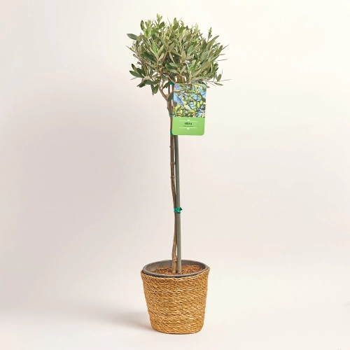 Оливкове дерево штамб. в кашпо, артикул: 47832 Зображення товару Оливкове дерево штамб. в кашпо, артикул: 47832