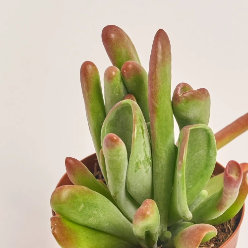 Зображення товару Сукулент мікс, артикул: 2084