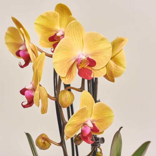 Зображення товару Фаленопсис каскад 2ст. мікс, артикул: 18513