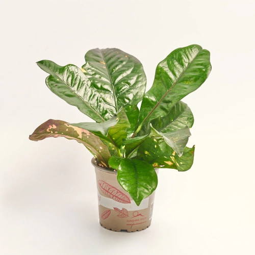 Кротон мікс, артикул: 42420 Зображення товару Кротон мікс, артикул: 42420