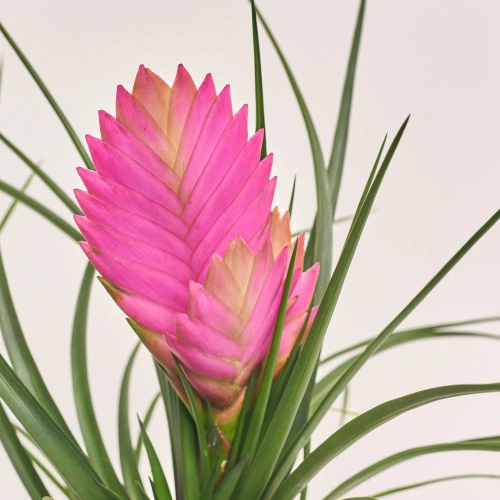 Зображення товару Тілландсія Аніта, артикул: 57157