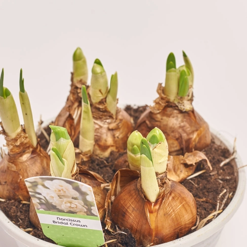 Нарцис Брайдал Краун, артикул: 45658 Зображення товару Нарцис Брайдал Краун, артикул: 45658