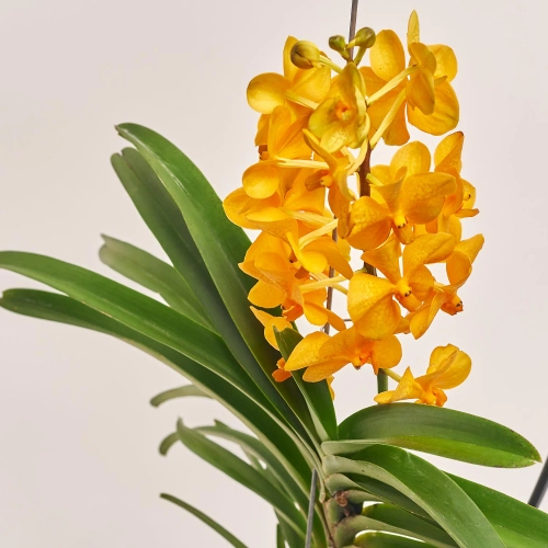 Зображення товару Ванда мікс на метал. підставці, артикул: 54178