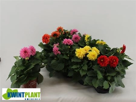 Далія мікс, артикул: 37083 Зображення товару Далія мікс, артикул: 37083