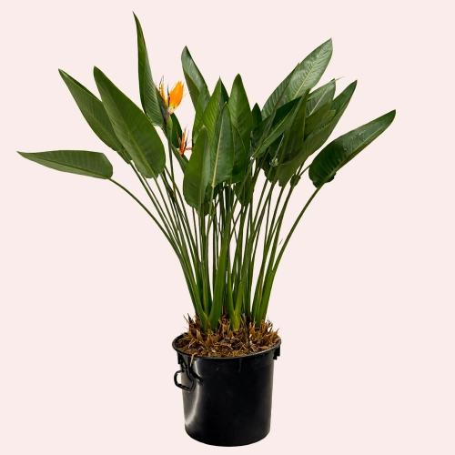 Стреліція Регіна, артикул: 53605 Зображення товару Стреліція Регіна, артикул: 53605