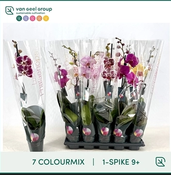 Зображення товару Фаленопсис 1ст. мікс, артикул: 55204