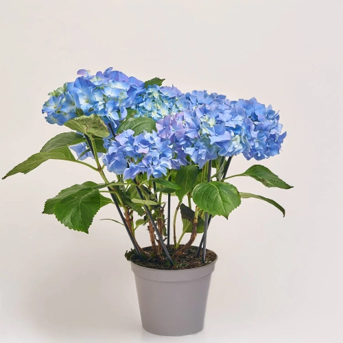 Гортензія блакитна 9ст., артикул: 39637 Зображення товару Гортензія блакитна 9ст., артикул: 39637
