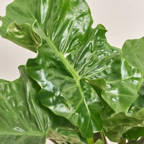 Алоказія Лоу Райдер, артикул: 52064 Зображення товару Алоказія Лоу Райдер, артикул: 52064