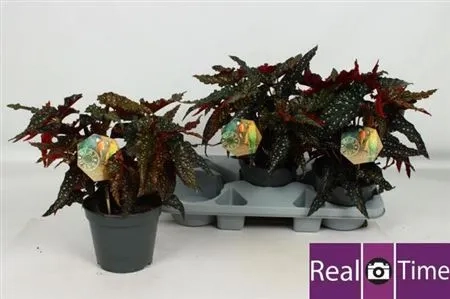 Зображення товару Бегонія Макулата Блек Форест, артикул: 55639