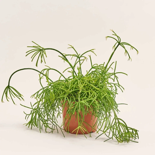 Зображення товару Рипсаліс мікс, артикул: 52619