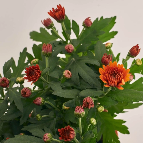 Хризантема Крістал помаранчева, артикул: 52842 Зображення товару Хризантема Крістал помаранчева, артикул: 52842