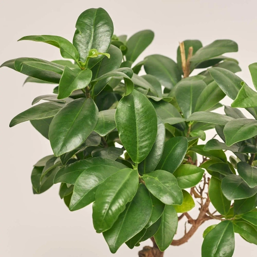 Фікус мікрокарпа Гінсенг в кер., артикул: 55184 Зображення товару Фікус мікрокарпа Гінсенг в кер., артикул: 55184