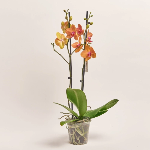 Зображення товару Фаленопсис 2ст. мікс, артикул: 19290