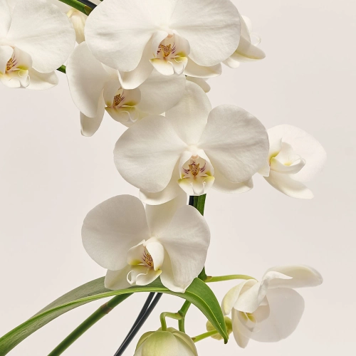 Фаленопсис каскад 2ст. білий, артикул: 53204 Зображення товару Фаленопсис каскад 2ст. білий, артикул: 53204
