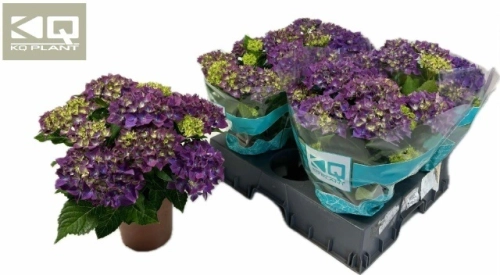 Зображення товару Гортензія фіолетова 9ст., артикул: 57380