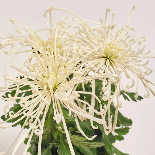 Зображення товару Хризантема Файерворкс кремова в кер., артикул: 55615