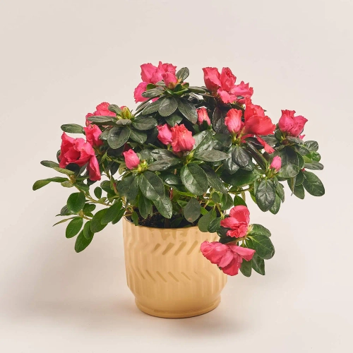 Азалія мікс в кер., артикул: 52993 Зображення товару Азалія мікс в кер., артикул: 52993