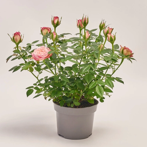 Зображення товару Троянда Кордана Карусель, артикул: 35041