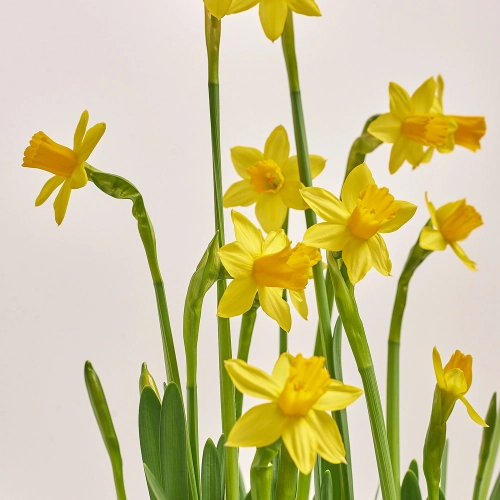 Нарцис Тет-а-Тет у цинк. відрі, артикул: 43895 Зображення товару Нарцис Тет-а-Тет у цинк. відрі, артикул: 43895