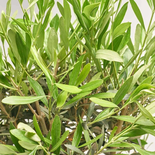 Оливкове дерево штамб., артикул: 56572 Зображення товару Оливкове дерево штамб., артикул: 56572