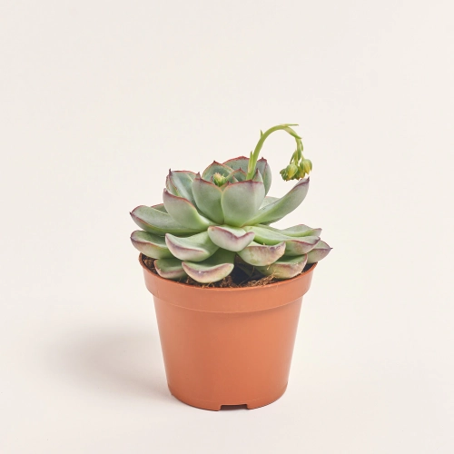 Зображення товару Ехеверія мікс, артикул: 33840