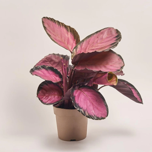 Калатея мікс, артикул: 18458 Зображення товару Калатея мікс, артикул: 18458