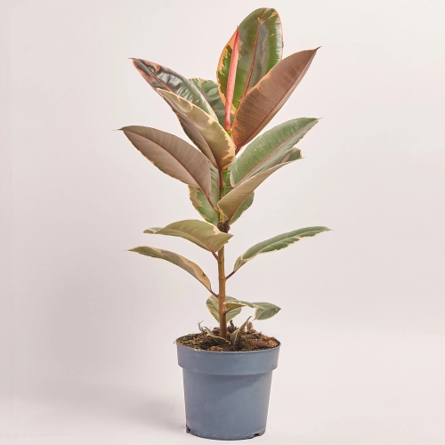 Фікус ел Белізе, артикул: 44897 Зображення товару Фікус ел Белізе, артикул: 44897