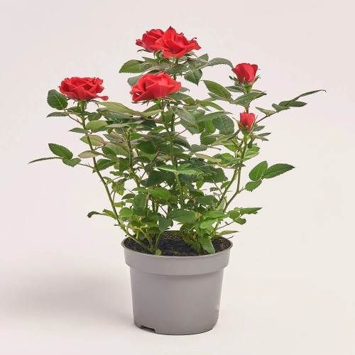 Зображення товару Троянда Кордана Кіс, артикул: 44011