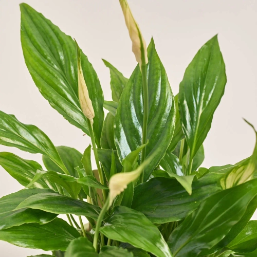 Спатифіллум Шопен в кер., артикул: 52478 Зображення товару Спатифіллум Шопен в кер., артикул: 52478