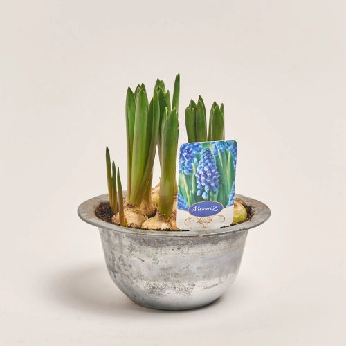 Зображення товару Мускарі Біг Смайл, артикул: 55438