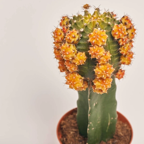 Зображення товару Гімнокаліциум мікс, артикул: 1470