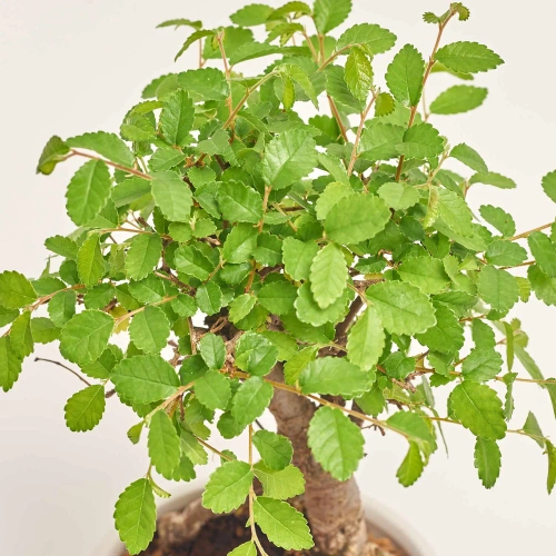 Бонсай в кер., артикул: 56679 Зображення товару Бонсай в кер., артикул: 56679