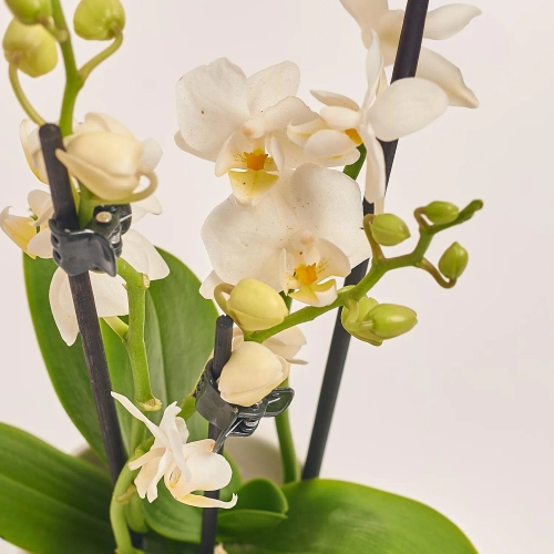 Зображення товару Фаленопсис міні в кер. 2ст., артикул: 18851