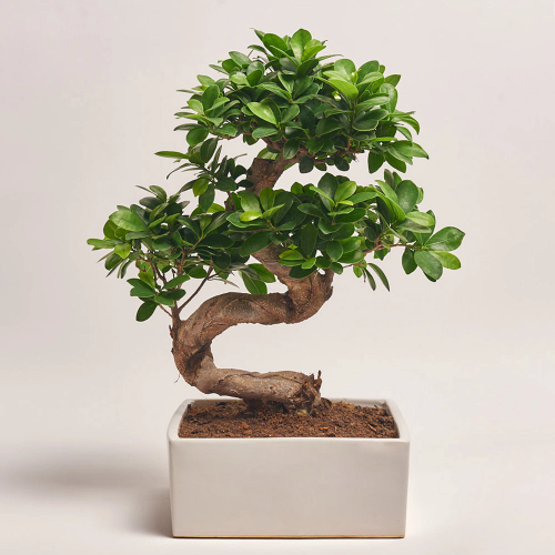 Фікус мікрокарпа Гінсенг в кераміці, артикул: 40242 Зображення товару Фікус мікрокарпа Гінсенг в кераміці, артикул: 40242