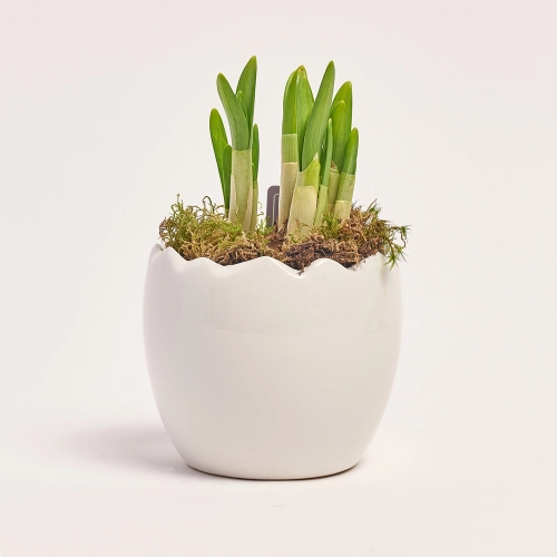 Нарцис Тет-а-Тет в кер., артикул: 45992 Зображення товару Нарцис Тет-а-Тет в кер., артикул: 45992