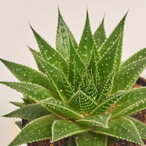 Зображення товару Сукулент мікс, артикул: 41177