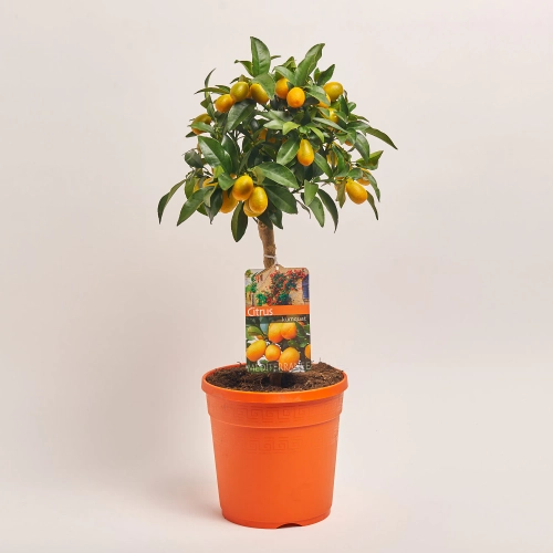 Зображення товару Цитрофортунелла Маргаріта кумкват, артикул: 36443