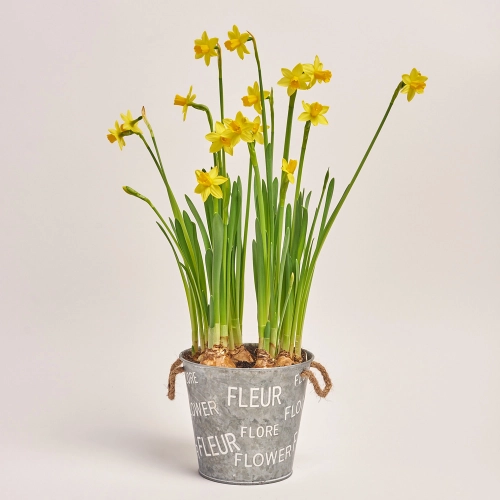 Нарцис Тет-а-Тет у цинк. відрі, артикул: 43895 Зображення товару Нарцис Тет-а-Тет у цинк. відрі, артикул: 43895