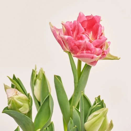 Тюльпан мікс, артикул: 56728 Зображення товару Тюльпан мікс, артикул: 56728