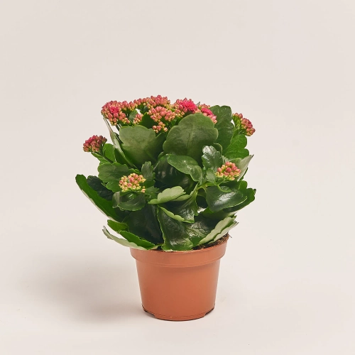 Зображення товару Каланхоє Роял мікс, артикул: 54597