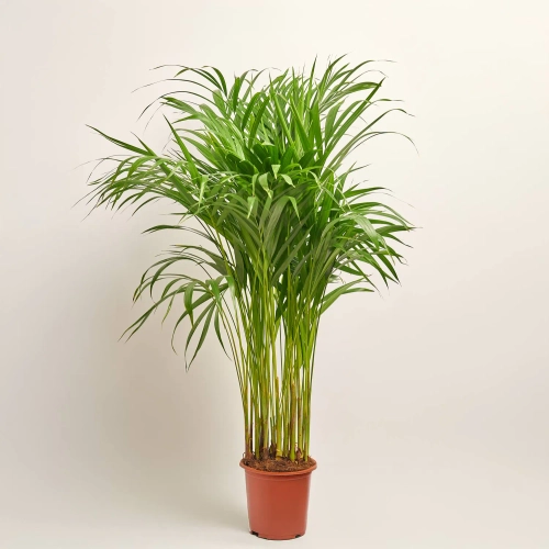 Зображення товару Дипсіс Лутесценс, артикул: 52657