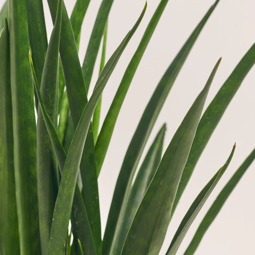 Зображення товару Сансевієрія Кіркі, артикул: 55124