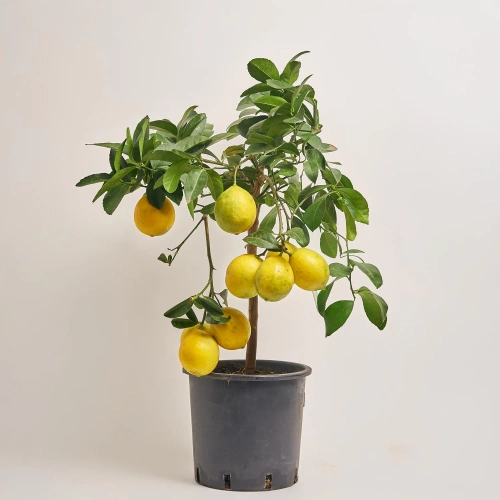 Зображення товару Цитрофортунелла Лимон Мейера, артикул: 24727
