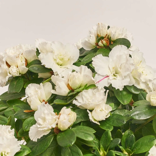 Зображення товару Азалія мікс, артикул: 24201