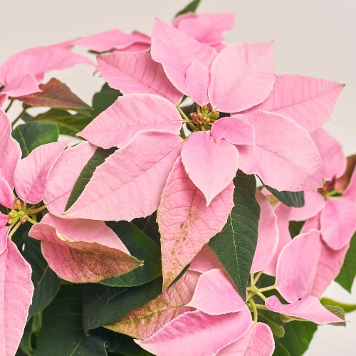 Зображення товару Пуансетія мікс, артикул: 3680